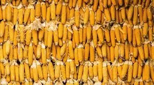 In India, Corn Gains Ground Over Soybeans and May Boost Urea Demand