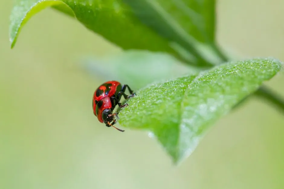 Prise de vue macro d'une gueule de bois rouge perchée sur une feuille verte fraîche.