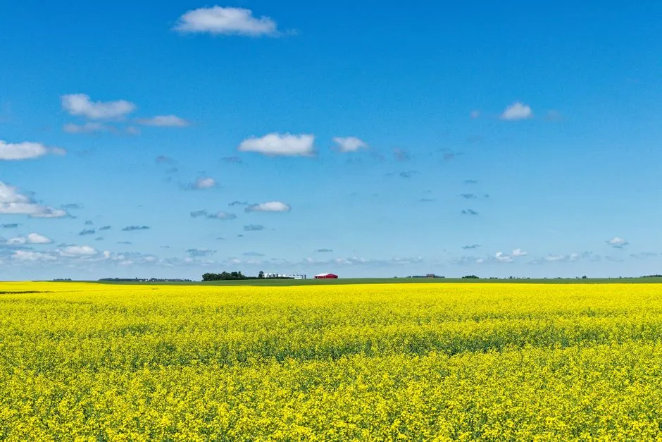 Des champs de canola d'un jaune éclatant s'étendent sous un ciel d'un bleu lumineux en Saskatchewan, au Canada.