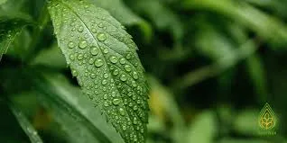 SafeWax, un revêtement inspiré des plantes pour réduire drastiquement l’usage des pesticides