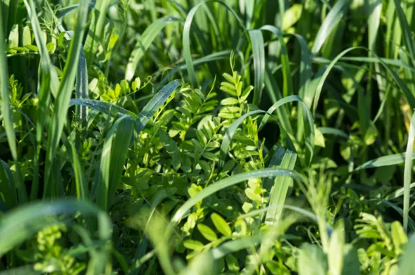 Cover Crops: Understanding, Managing, and Valuing a Key Agronomic Lever through a Workshop