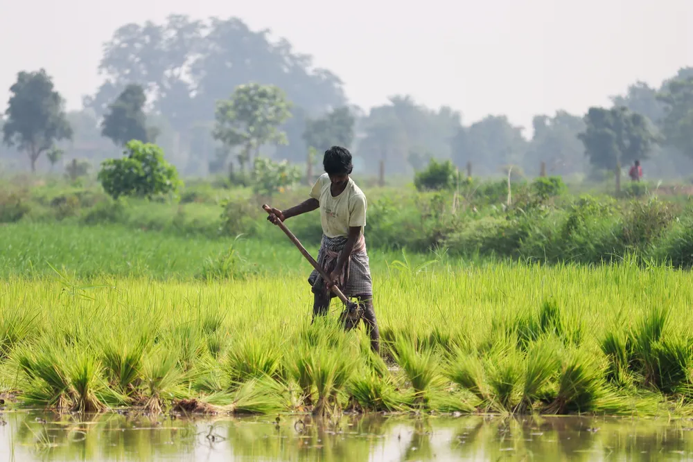 BASF Lanza Melyra e Inveris Gold en India para Combatir Enfermedades y Plagas de Cultivos