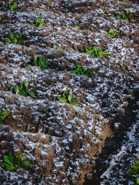Gros plan sur des plantes fraîches émergeant d'un sol légèrement enneigé en hiver.
