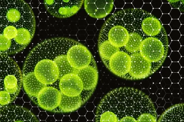 Déréglementation des micro-organismes OGM : une nouvelle étape en Europe