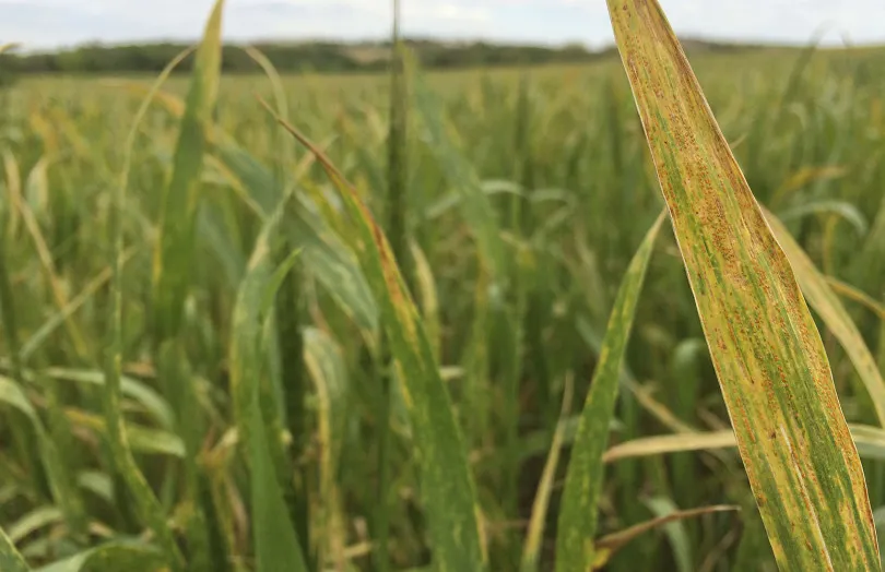 Trigo blando: ¿cómo distinguir el estrés fisiológico, la septoria y la helminthosporiosis en el campo?
