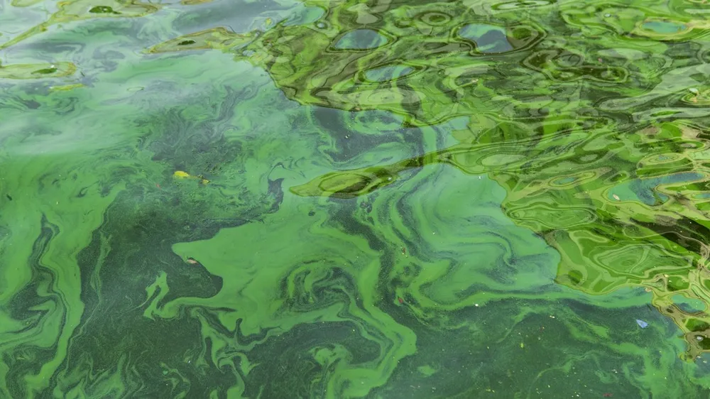 Un sensor de nanoporo para detectar toxinas de cianobacterias en el agua
