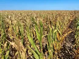 Alerte sur la crise agricole aux États-Unis : d'anciens leaders appellent le Congrès à agir