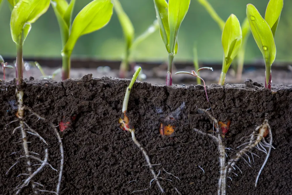 TRITON: $50 Million to Accelerate Climate-Resilient Crop Development
