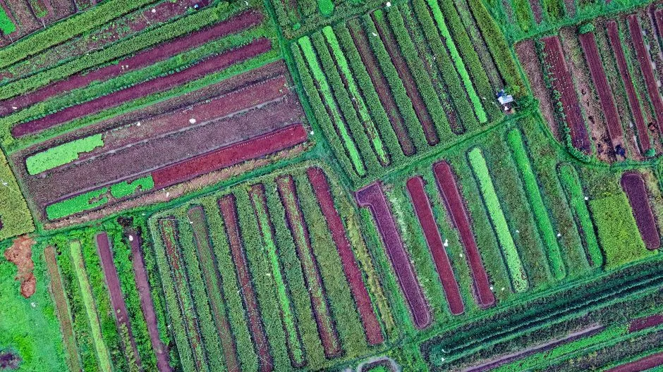 Une photo aérienne vibrante des champs agricoles à Cisauk, Banten, montrant des cultures diverses.