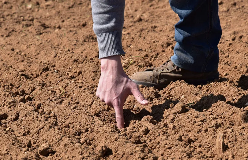 Should We Wait for Rain to Sow Winter Flax?
