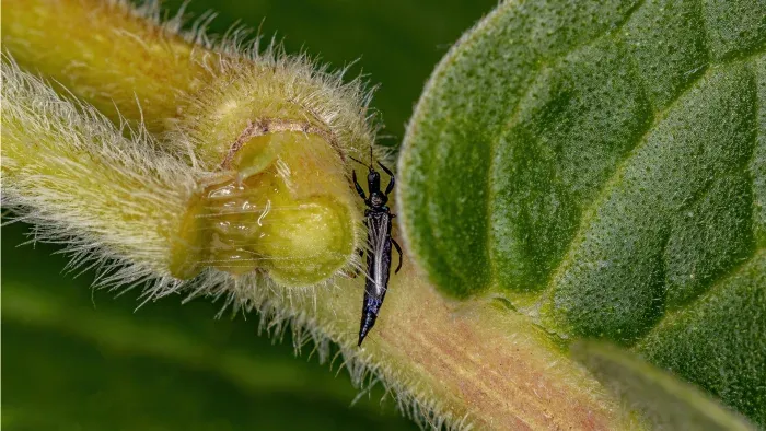 EU Renews Conditional Approval for Spinosad Insecticide