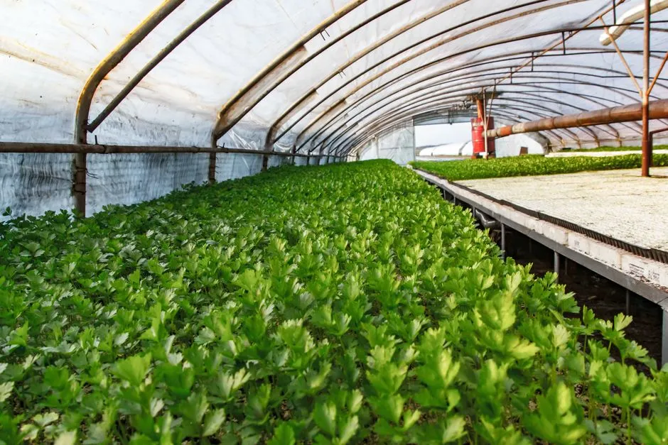 Des cultures vertes vibrantes prospèrent dans une serre spacieuse, mettant en avant l'agriculture moderne.