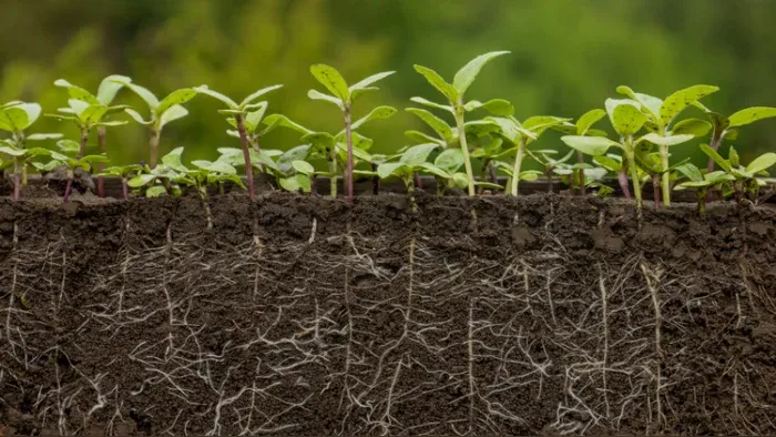 Roots Contribute 35% of Net Carbon Inputs to Agricultural Soils