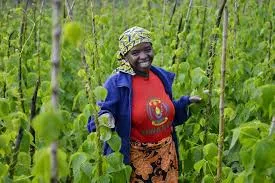Collaboration internationale pour améliorer les cultures clés au Rwanda