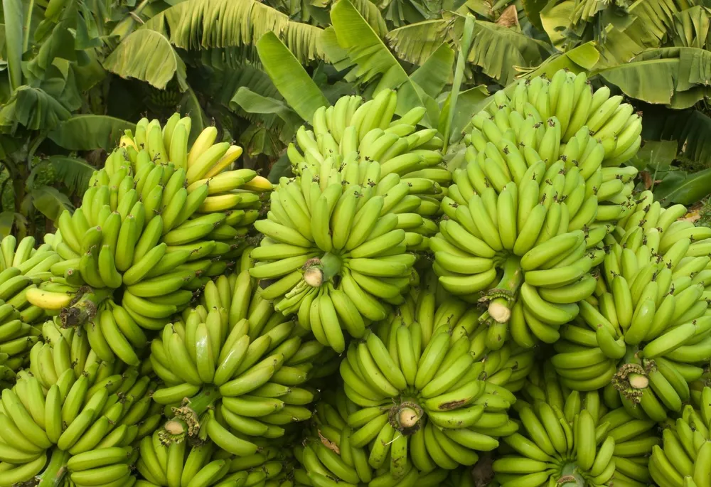 Les défis climatiques menacent la production de bananes