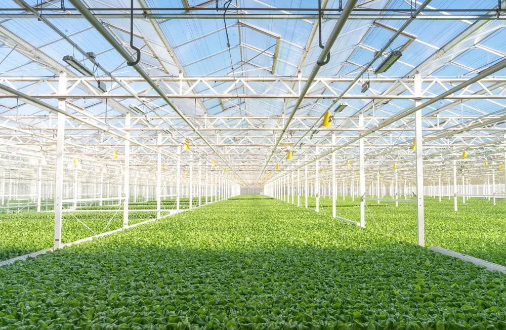 Gotham Greens Expands to Texas with New Hydroponic Greenhouse