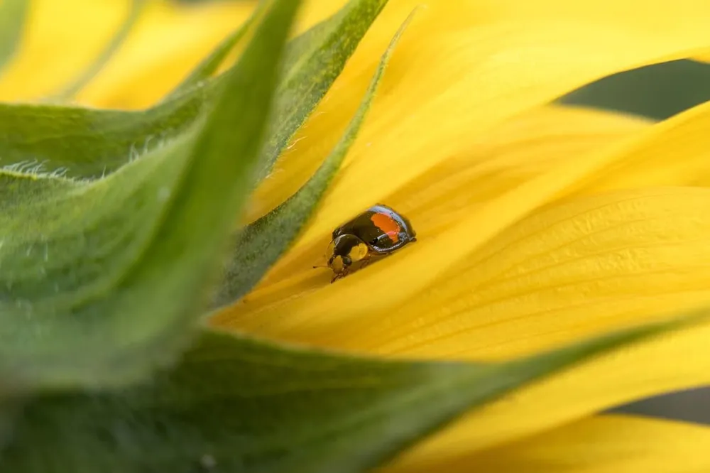 Sofiprotéol Lanza un Llamado a Proyectos para el Biocontrol de Cultivos Oleaginosos
