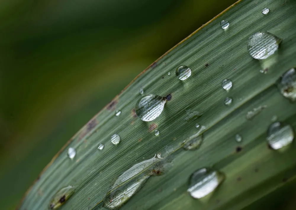 Hacia una Aplicación Optimizada de Biopesticidas: Impacto de las Boquillas y el Tamaño de las Gotas en la Eficacia Microbiana