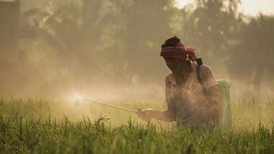 Un agriculteur pulvérise des pesticides dans une rizière luxuriante à Srikhanda, en Inde, par une journée ensoleillée.
