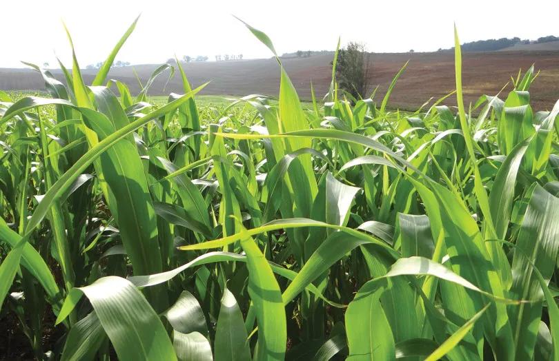 Sequía: cómo decidir una cosecha anticipada de maíz forrajero según el estado de los campos