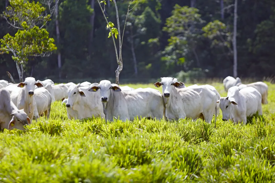 Des bovins Brahman pâturant dans un pâturage verdoyant à Paragominas, Pará, Brésil, sous un clair soleil.