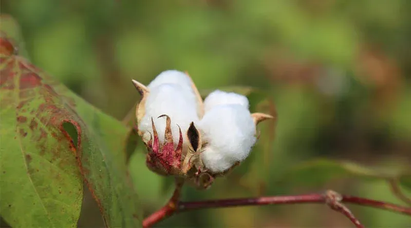 India Faces Risk of Losing Competitiveness in Cotton Without GM Technologies