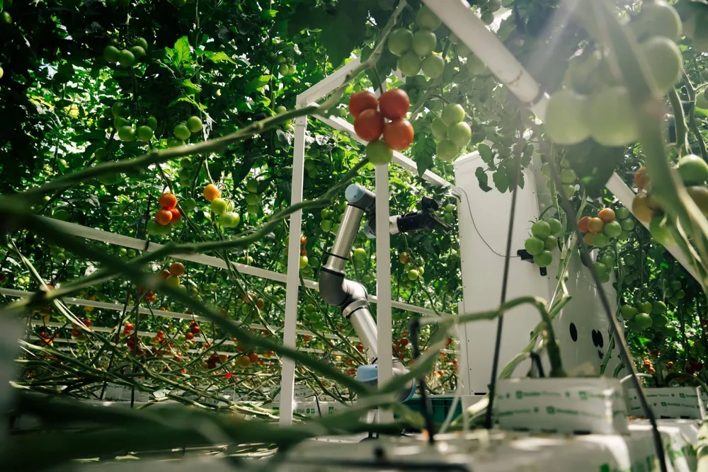 Agricultural Robotics: Automated Harvester Uses AI in Greenhouses to Tackle Labor Shortage in Europe