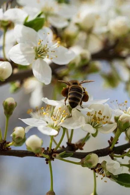 Gros plan d'une abeille butinant du pollen sur des fleurs blanches de printemps.