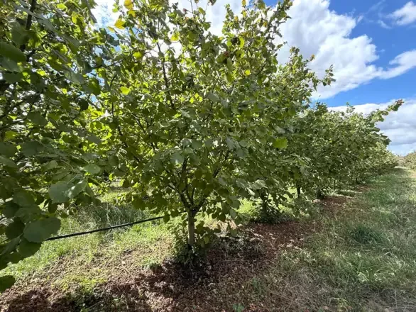 Pesticidas: 30 millones de euros para acelerar alternativas en tres sectores