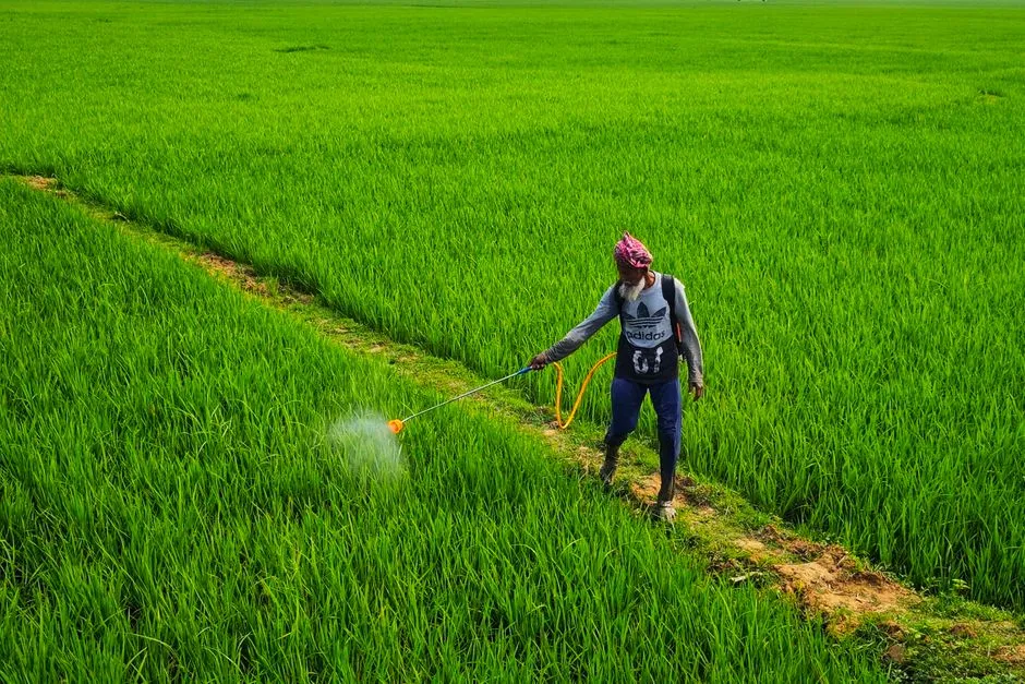 Un agriculteur pulvérise un pesticide dans de luxuriants champs de riz sous le soleil d'été, Bolpur, Inde.