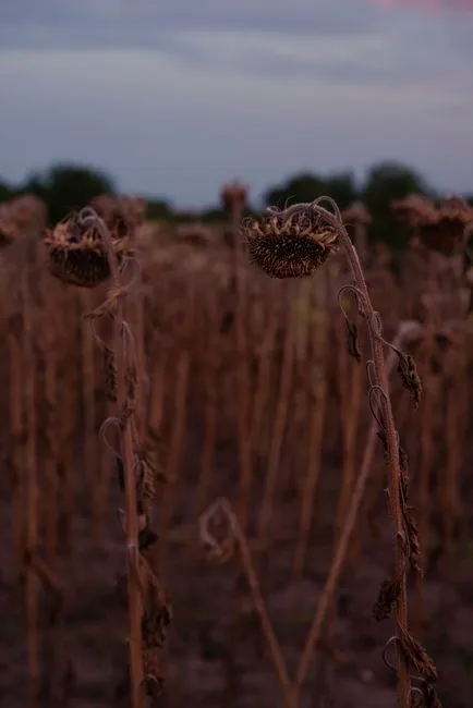 Un champ de tournesols flétris sous un ciel crépusculaire, capturant l'essence de la fin de l'automne.