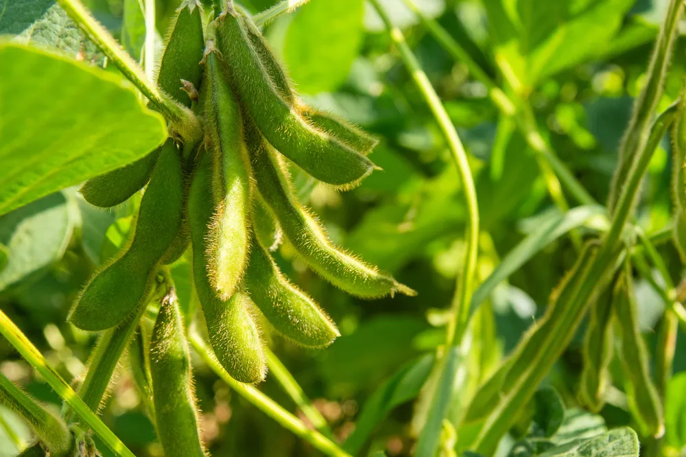 European Commission Approves GM Soybean DBN9004 from Dabeinong