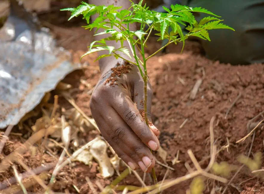 Gros plan sur une main plantant un jeune arbre dans un sol brun, dans le cadre d'un programme de reboisement en Ouganda.