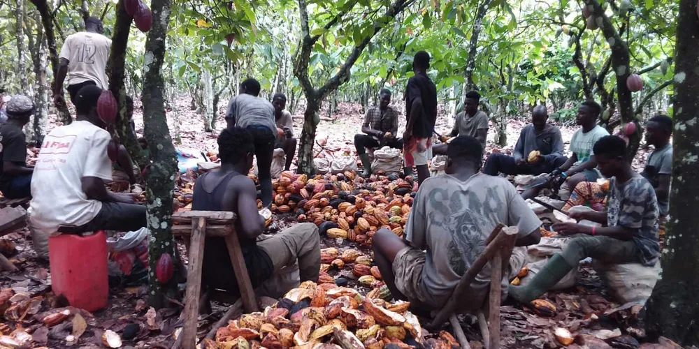 Study Reveals Gaps in Sustainability Monitoring of Cocoa Farms