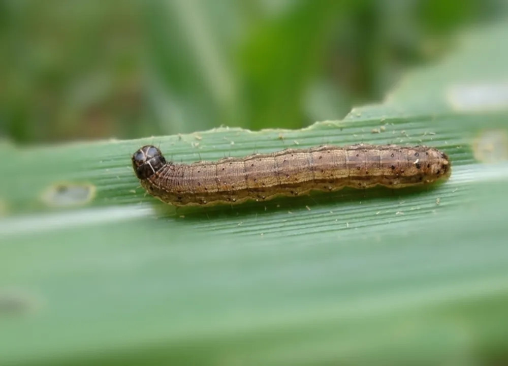 Las nanopartículas de SiO2 modifican las interacciones planta-insecto en el maíz