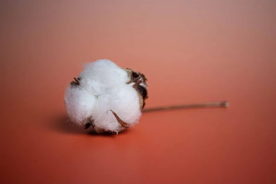 Image détaillée d'une gousse de coton sur un fond orange, mettant en valeur la texture.