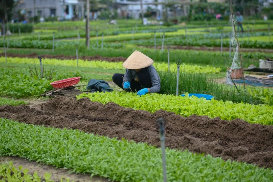 Un agriculteur coiffé d'un chapeau conique travaille dans une ferme maraîchère biologique à Da Nang, au Vietnam.