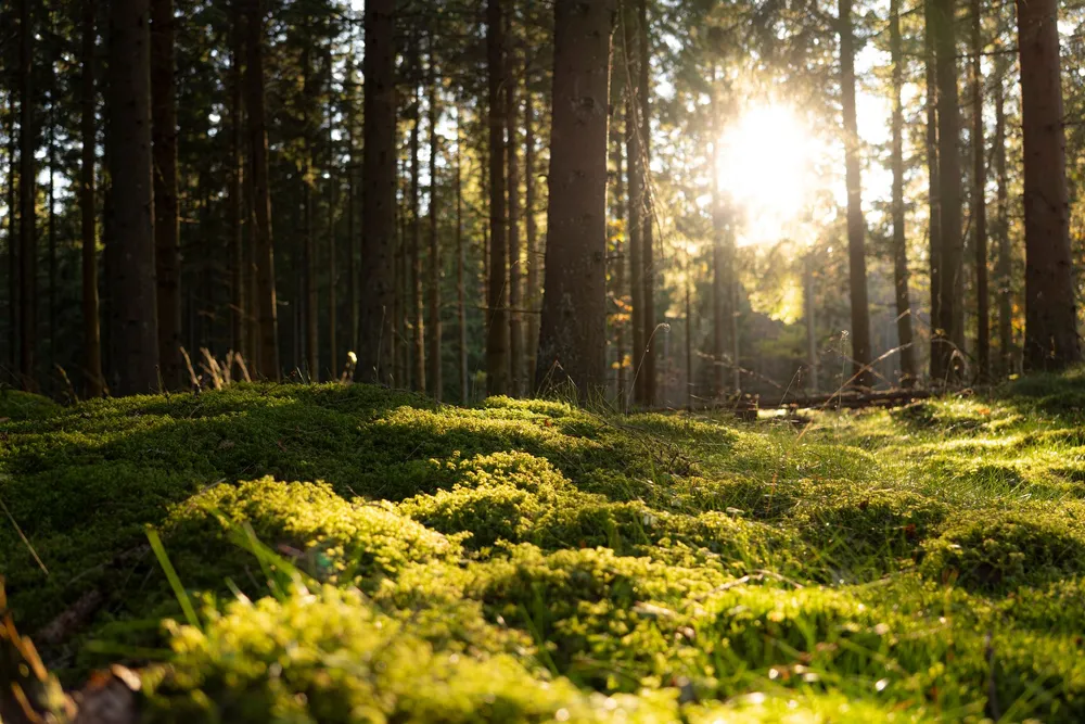 Changer les arbres ou changer la gestion ? La vraie bataille de la forêt de demain