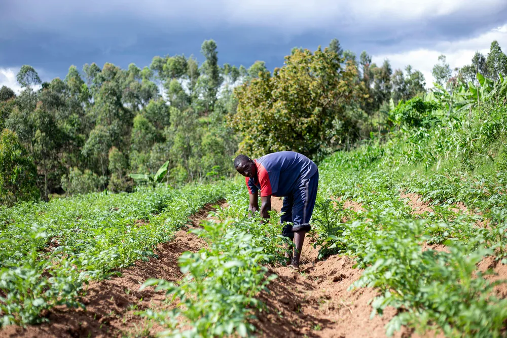 Bayer y el IITA se Unen para Desarrollar Variedades Resilientes al Clima en África Subsahariana