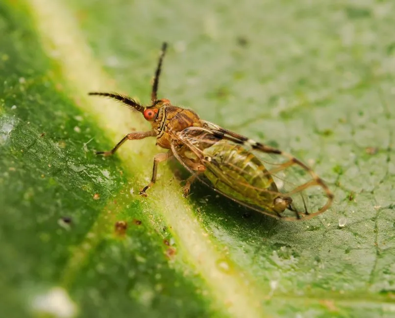 Prise de vue macro d'un insecte psylle sur une feuille verte à Yalova, en Turquie.