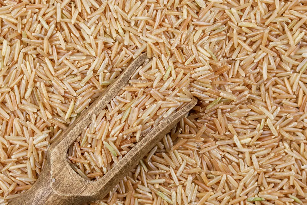 Un nouveau gène découvert protège le riz d'une maladie bactérienne