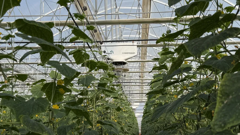 A 3.2-hectare High-Tech Greenhouse in Almería Integrates Air Recirculation and CO₂ Recovery to Optimize Yields