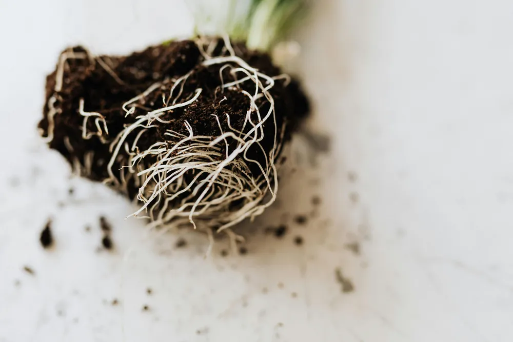 Raíces más eficientes para una agricultura circular: el sorgo tradicional optimiza el uso de fósforo reciclado