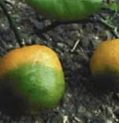 Descubrimiento de un Camino Molecular para la Resistencia de los Cítricos al Huanglongbing