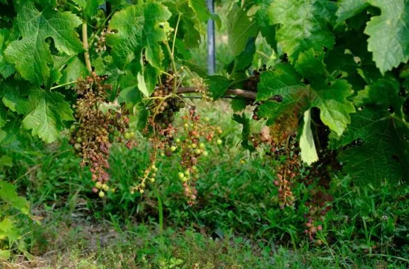 Restricciones francesas sobre el cobre en viñedos: ¿un callejón sin salida técnico?