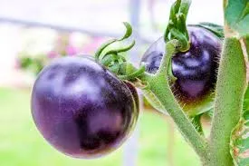 L’Australie autorise la culture d’une tomate violette génétiquement modifiée