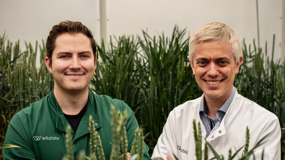 Wild Bioscience Raises £45 Million to Accelerate Climate-Resilient Wheat Development